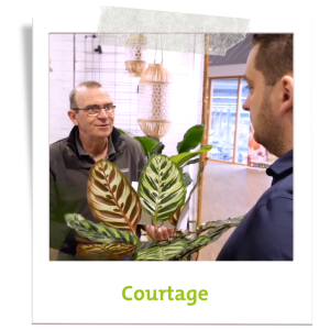 Acheter des fleurs et des plantes