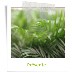 Acheter des fleurs et des plantes