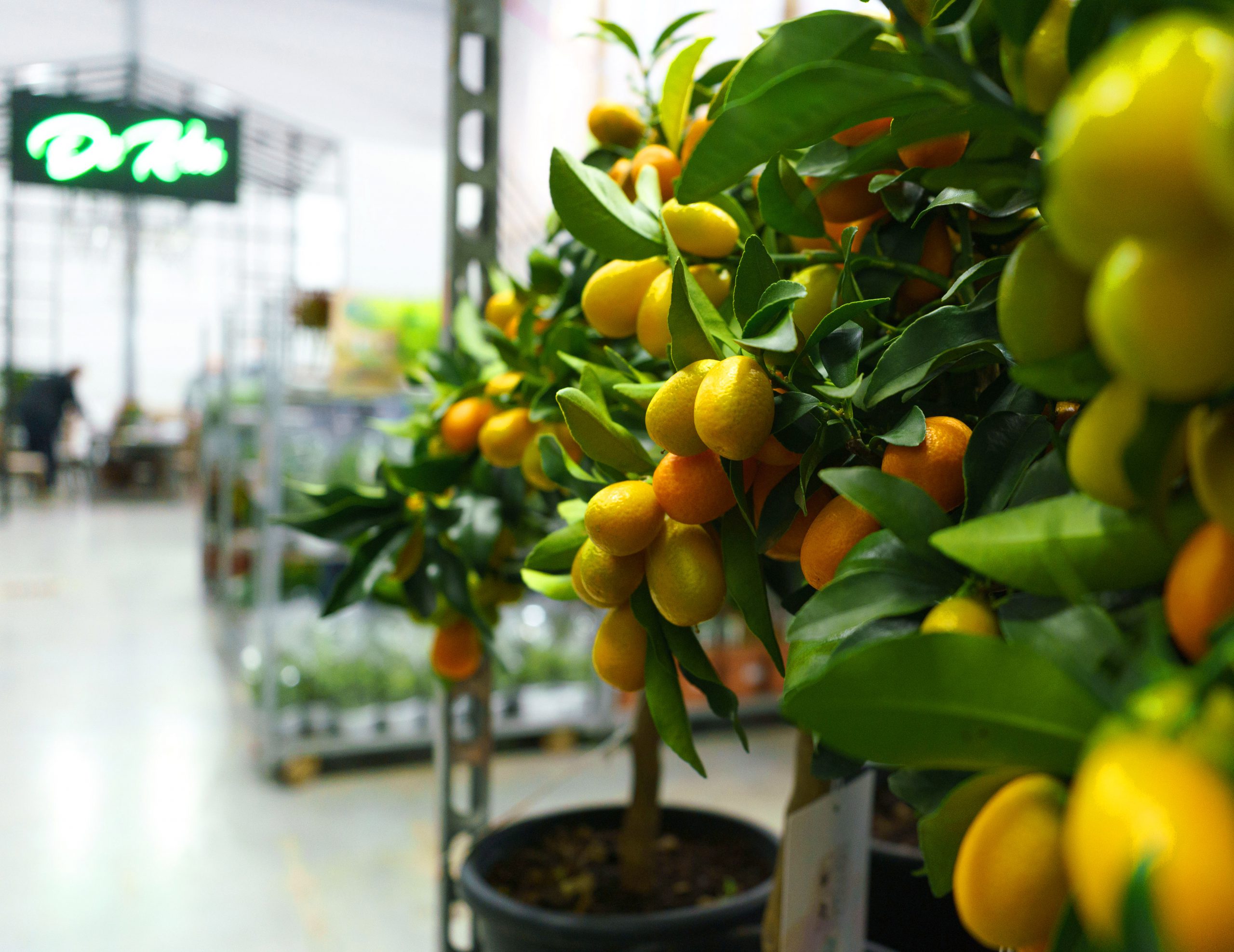 Foto van Kuipplanten