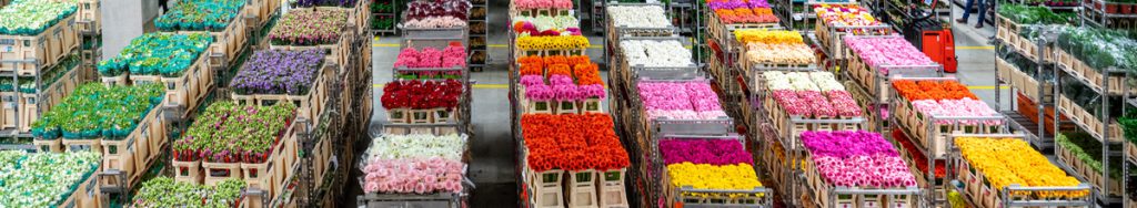 Bloemenveiling bloemen aanbod