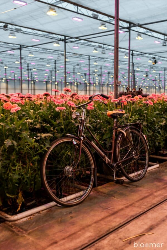Duurzaamheid bij Nederlandse bloemenkwekers