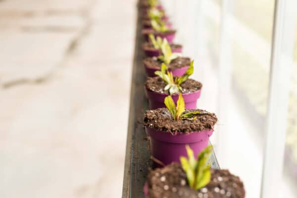 Duurzaamheid bij Nederlandse bloemenkwekers