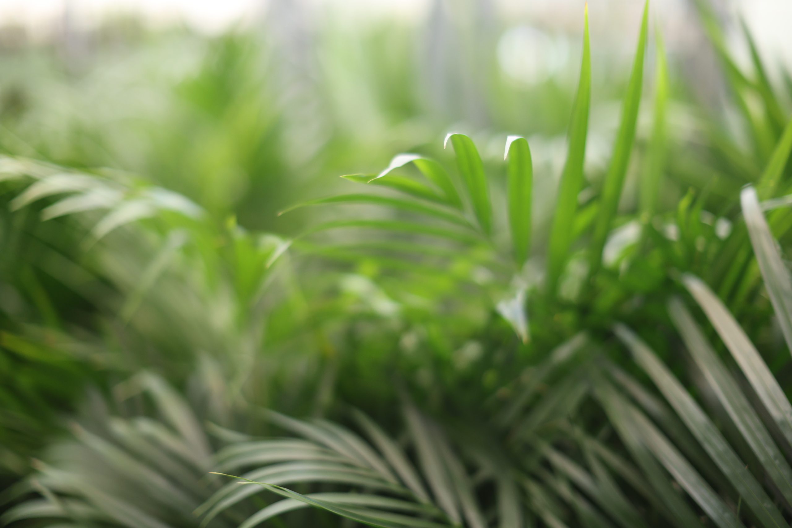 Foto van Groene kamerplanten