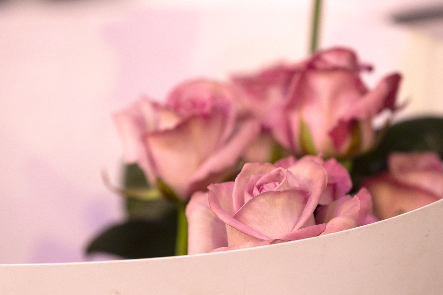 Foto van Hollandse Rozen