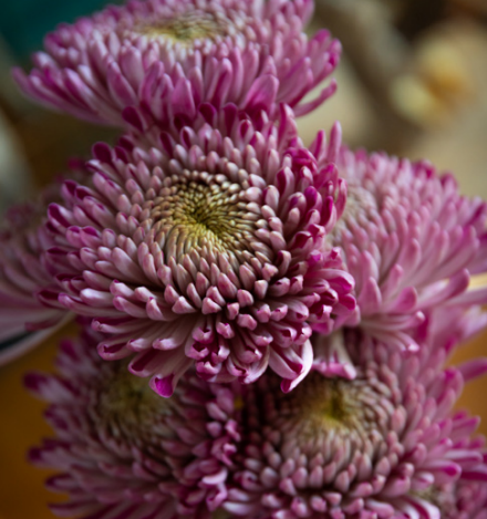 Foto van Chrysanten