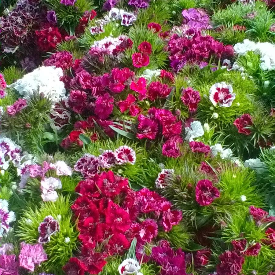 Foto van Kwekerij op 't Hof