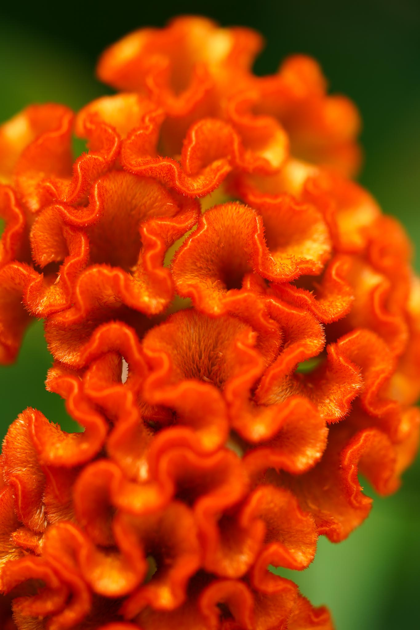 Foto van Zomerbloemen (jaarrond)