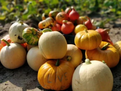 Foto van Decoratiegroen/ Hout/ Sierfruit