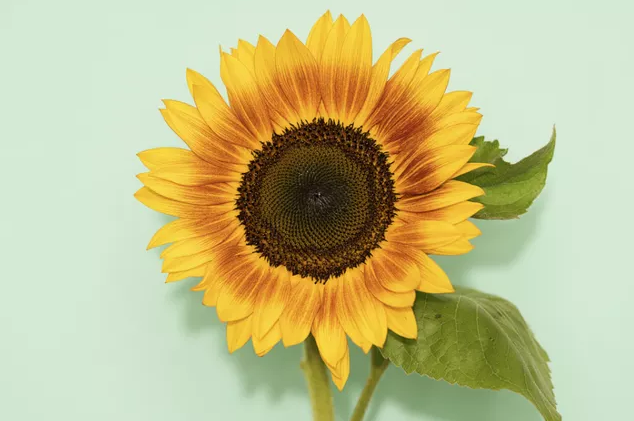 Foto van Zomerbloemen (seizoen)