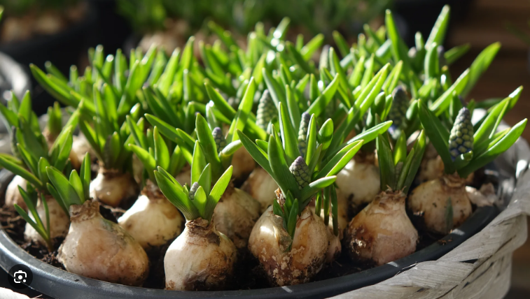 Foto van Bol-Knolgewas