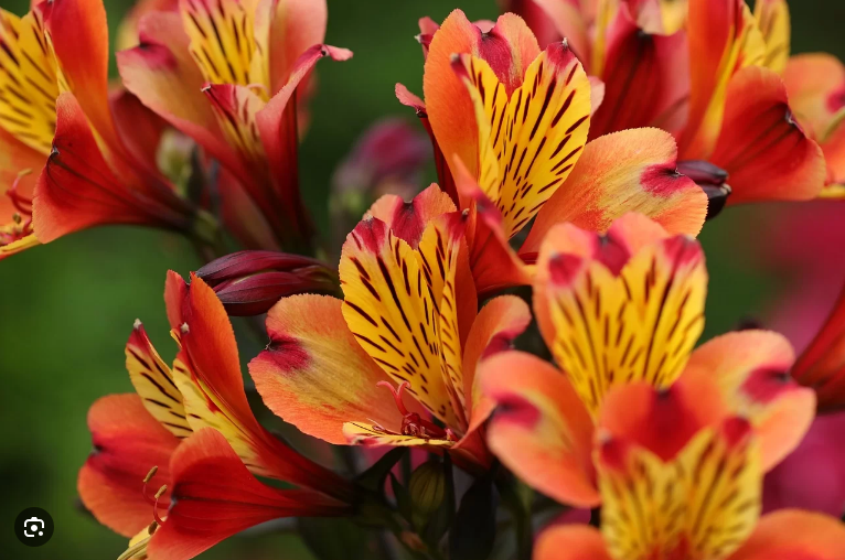 Foto van Alstroemeria