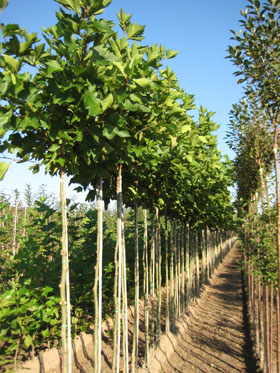 Foto van Boomkwekerij