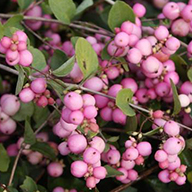 Foto van Heesters/ Hypericum