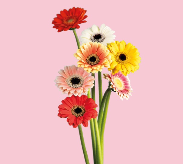 Foto van Gerbera