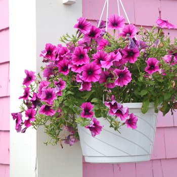 Foto van Vast/één- en tweejarige tuinplanten