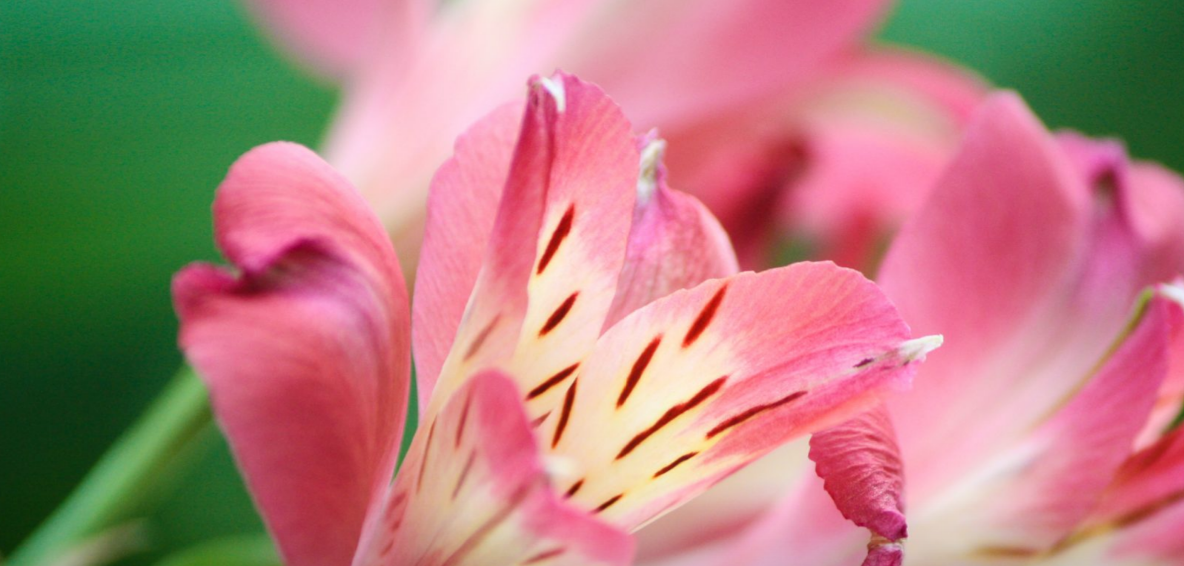 Foto van Firma A. Vreugdenhil