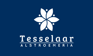 Foto van Tesselaar Alstroemeria