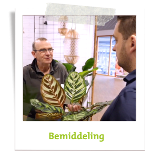 Inkopen bloemen en planten