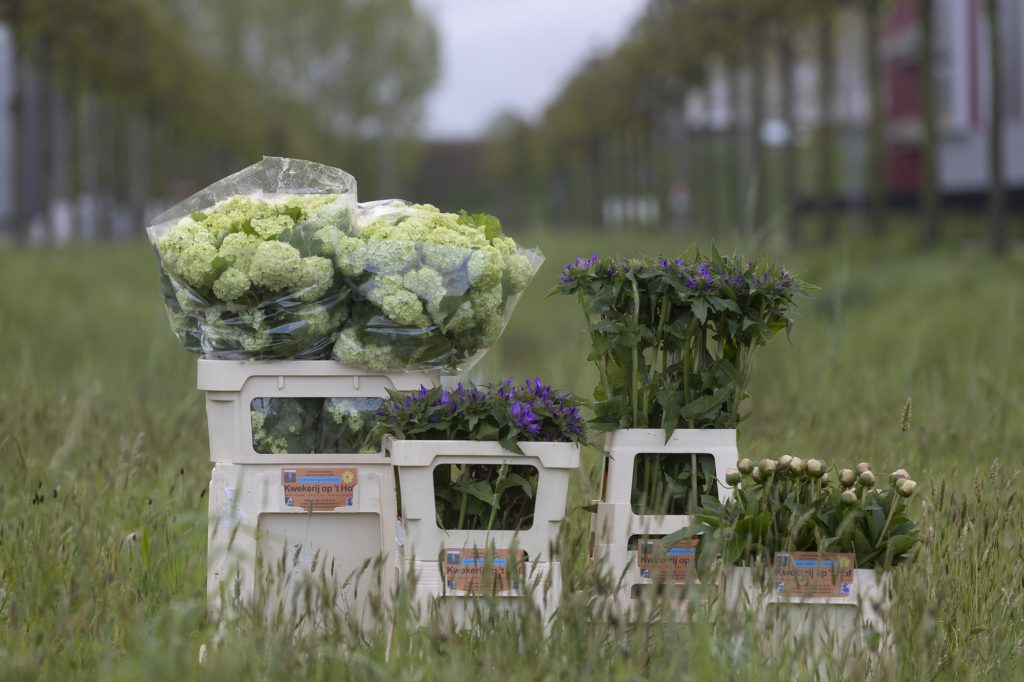 Start biologische veilgroep