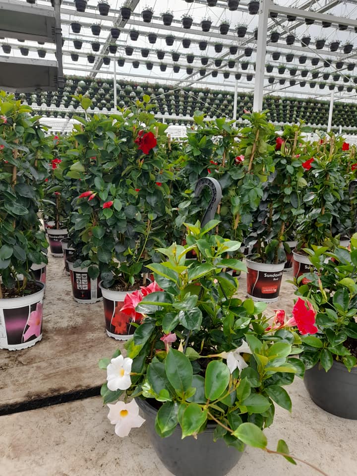 Foto van Kwekerij De Sassenhof