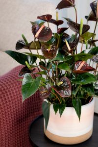 Kleur in het interieur