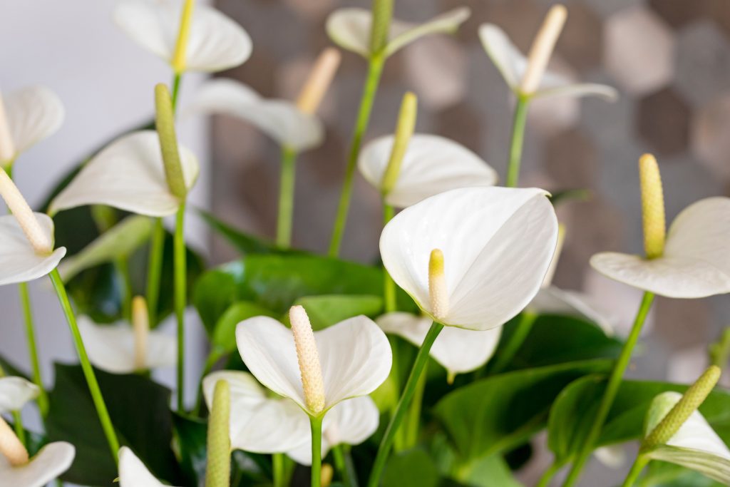 Kleur in het interieur