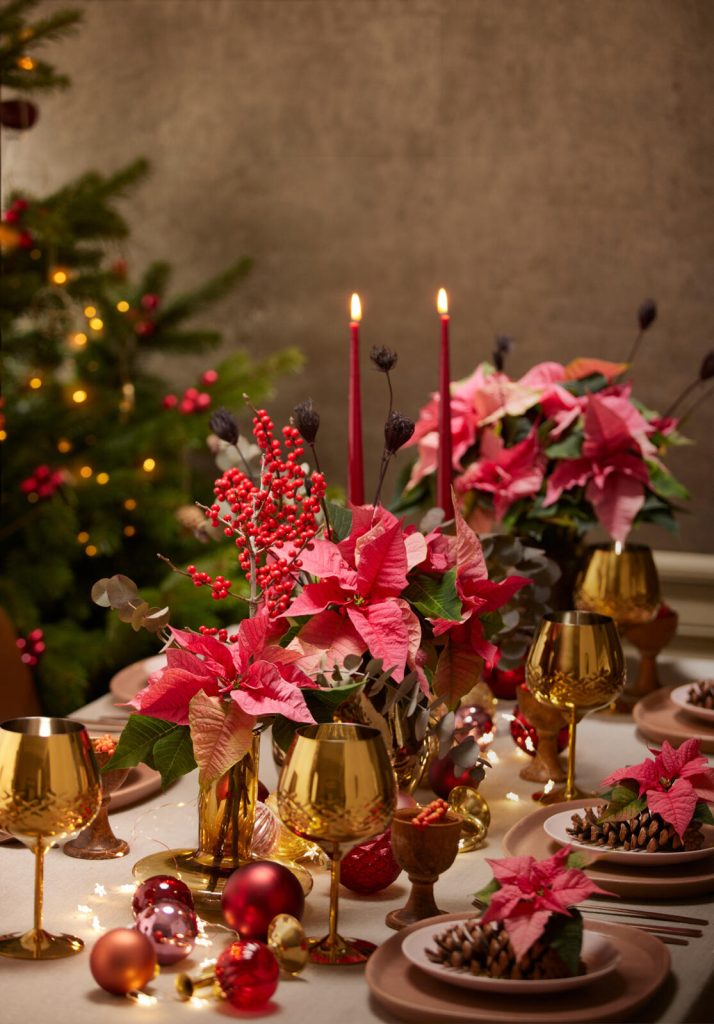 Start promotiecampagne Poinsettia