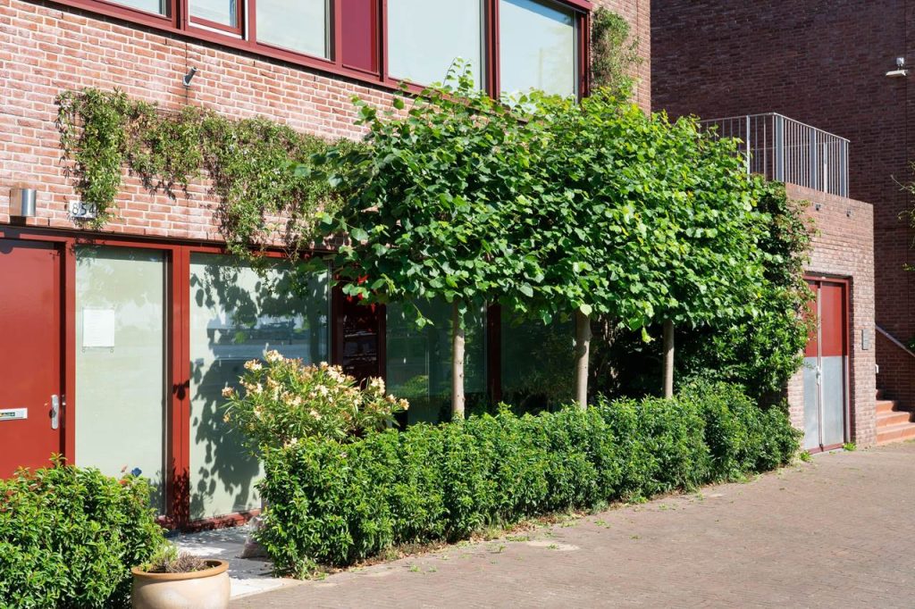 Voordelen van een groene tuin
